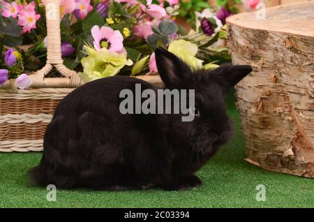 Das schwarze kleine Kaninchen Stockfoto