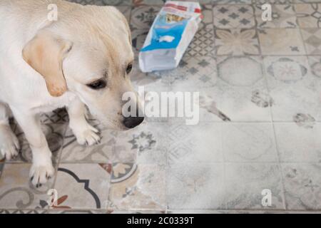 Frech Hund. Schmutzige labrador Retriever Welpen mit schuldhafter Ausdruck sitzt in der Nähe von Mess auf Küchenboden. Stockfoto