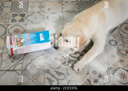 Frech labrador Welpen liegen in der Mitte von Haufen Mehl auf Küchenboden verstreut. Stockfoto