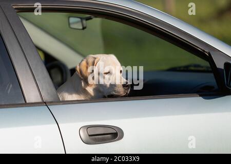 Labrador Hund schaut durch das Autofenster, während er auf etwas wartet. Stockfoto