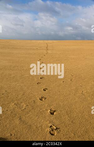 Sanddünen im Nationalpark de Hoge Veluwe in den Niederlanden Stockfoto