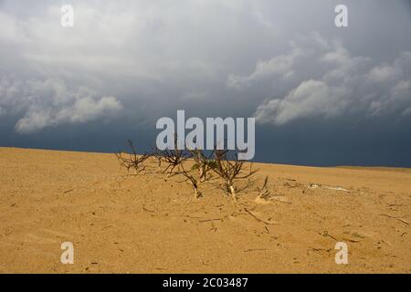 Sanddünen im Nationalpark de Hoge Veluwe in den Niederlanden Stockfoto