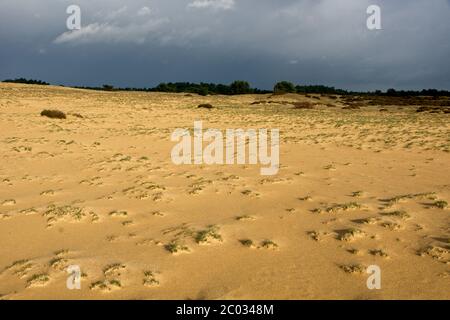 Sanddünen im Nationalpark de Hoge Veluwe in den Niederlanden Stockfoto