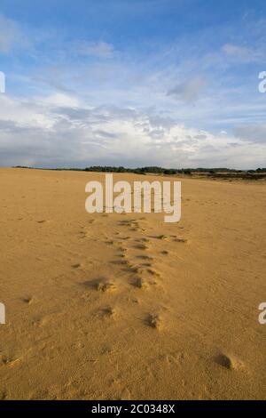 Sanddünen im Nationalpark de Hoge Veluwe in den Niederlanden Stockfoto