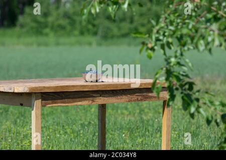 Frische Bio-Honigbeere oder Süßbeerhonig in Schale auf Holztisch auf Natur Garten Hintergrund Stockfoto