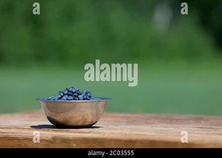 Reife Bio-Honigbeere in Schüssel. Frische Geißelbeeren ernten von der Beerenfarm mit Copyspace Stockfoto