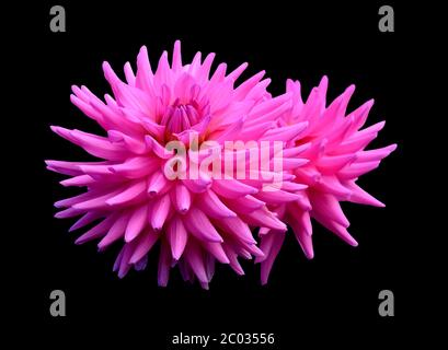 Bubble gum rosa Dahlia Blumen Stockfoto