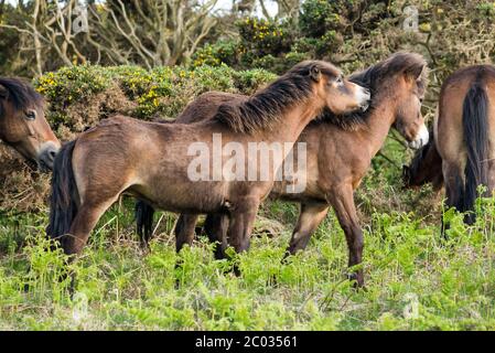 Verspielte Exmoor Ponys Stockfoto