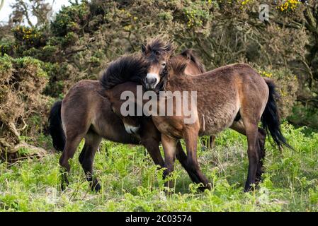 Verspielte Exmoor Ponys Stockfoto