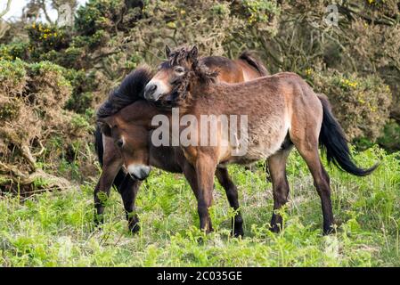 Verspielte Exmoor Ponys Stockfoto