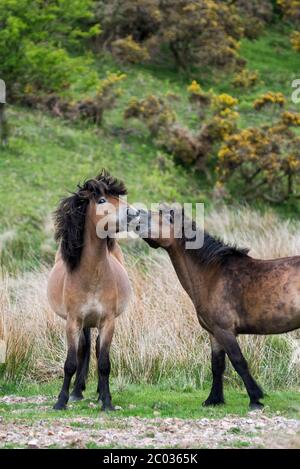 Verspielte Exmoor Ponys Stockfoto