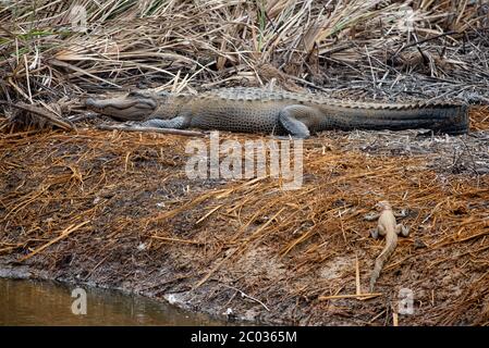 Großer Erwachsener Alligator sonnt sich am Flussufer in Nord-Florida Aufwärmen von Brumation als Winter verwandelt sich in Frühling mit kleinen Gator an der Seite Stockfoto