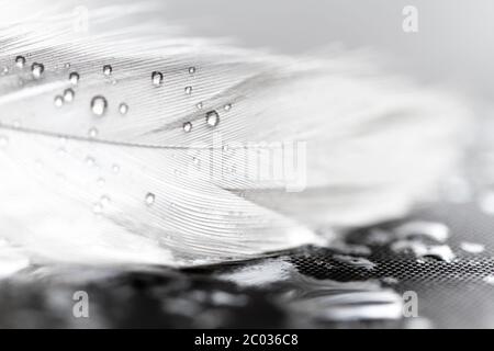 Weiße Feder mit Wasser fällt auf grauem Hintergrund Stockfoto