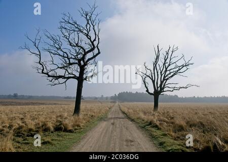 Nationalpark Deelerwoud auf Veluwe in den Niederlanden Stockfoto