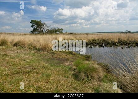 Nationalpark Hoge Veluwe im Osten der Niederlande Stockfoto