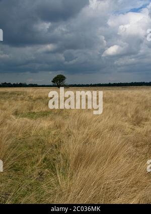 Nationalpark Hoge Veluwe im Osten der Niederlande Stockfoto