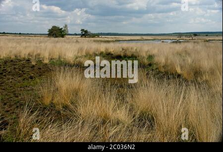 Nationalpark Hoge Veluwe im Osten der Niederlande Stockfoto