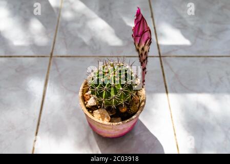 Bereit zum Blühen. Diese Art blüht nur einen Tag in voller Schönheit. Easter Lily Kaktus, Seeigel Kaktus Stockfoto