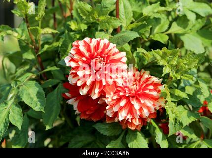 Bunte Blumen Stockfoto