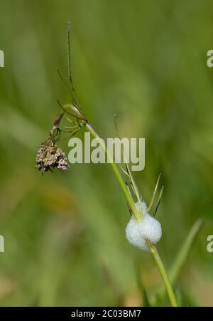 Cuckoo Spit Stockfoto