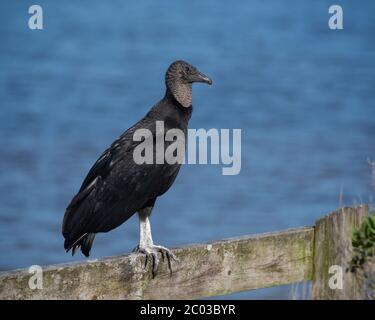 Porträt eines amerikanischen schwarzen Geier auf einem Holzzaun thront warmen sonnigen Wintertag gegen hellblaues Wasser im Norden Floridas im Februar 2020 Stockfoto