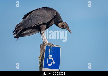 Porträt eines amerikanischen schwarzen Geiers auf einem Handicap Parkplatz Schild gegen den hellen blauen Winterhimmel des nördlichen Florida im Februar 2020 thront Stockfoto