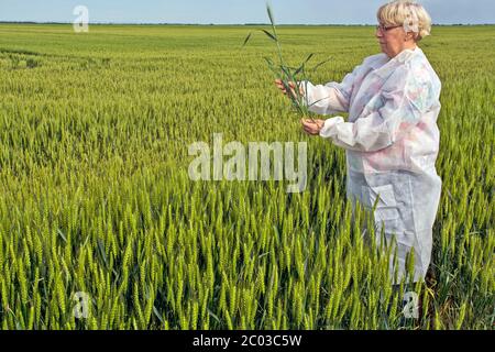 Eine Agrarwissenschaftlerin im Schutzanzug kontrolliert die Qualität des Weizens. Sie beobachtet den vollständigen Stamm mit dem Wurzelsystem. Stockfoto