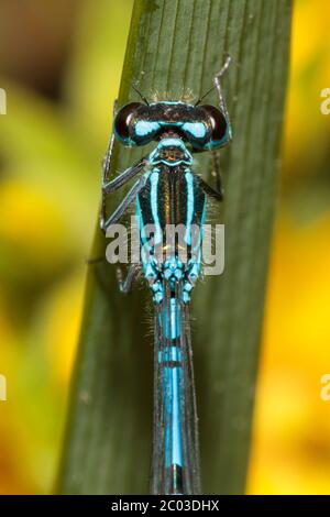 Eine Azurfliege (Coenagrion puella) ruht heute Morgen an einem warmen, aber bewölkten Tag in East Sussex, Großbritannien auf einem Pflanzenblatt. Quelle: Ed Brown/Alamy Live News Stockfoto