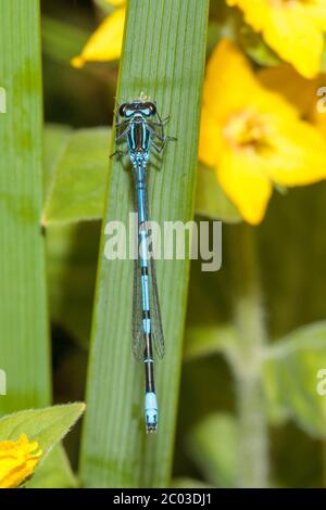 Eine Azurfliege (Coenagrion puella) ruht heute Morgen an einem warmen, aber bewölkten Tag in East Sussex, Großbritannien auf einem Pflanzenblatt. Quelle: Ed Brown/Alamy Live News Stockfoto