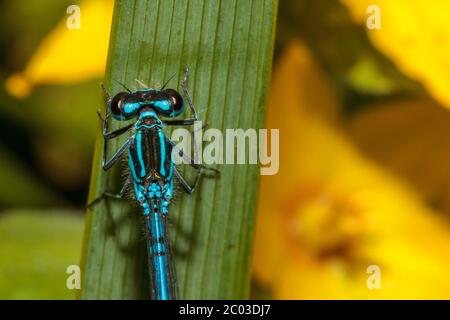 Eine Azurfliege (Coenagrion puella) ruht heute Morgen an einem warmen, aber bewölkten Tag in East Sussex, Großbritannien auf einem Pflanzenblatt. Quelle: Ed Brown/Alamy Live News Stockfoto