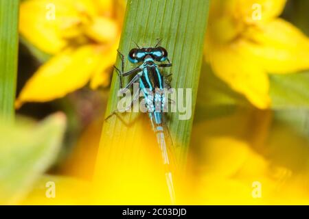 Eine Azurfliege (Coenagrion puella) ruht heute Morgen an einem warmen, aber bewölkten Tag in East Sussex, Großbritannien auf einem Pflanzenblatt. Quelle: Ed Brown/Alamy Live News Stockfoto