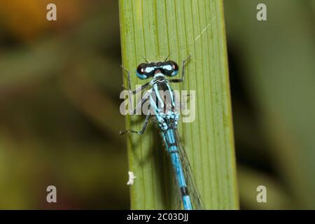 Eine Azurfliege (Coenagrion puella) ruht heute Morgen an einem warmen, aber bewölkten Tag in East Sussex, Großbritannien auf einem Pflanzenblatt. Quelle: Ed Brown/Alamy Live News Stockfoto