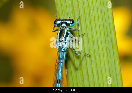 Eine Azurfliege (Coenagrion puella) ruht heute Morgen an einem warmen, aber bewölkten Tag in East Sussex, Großbritannien auf einem Pflanzenblatt. Quelle: Ed Brown/Alamy Live News Stockfoto