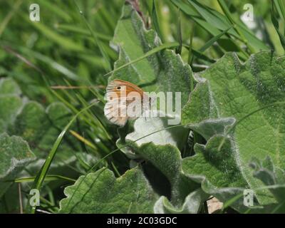 Kleine Heide Stockfoto