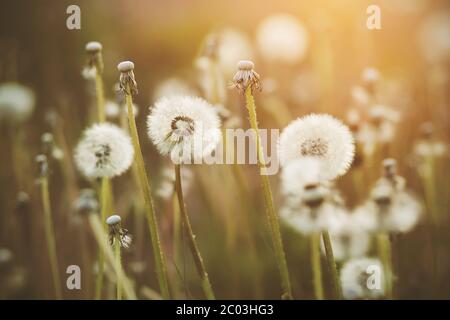 Flauschige weiße runde Löwenzahn-Blüten auf dünnen Stielen wachsen in einer Wiese, die abends im Sommer von Sonnenlicht beleuchtet wird. Stockfoto