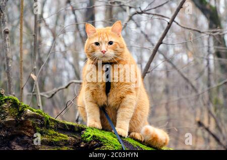 Rote Katze an der Leine sitzt auf einem gefällten Baum in der Stockfoto