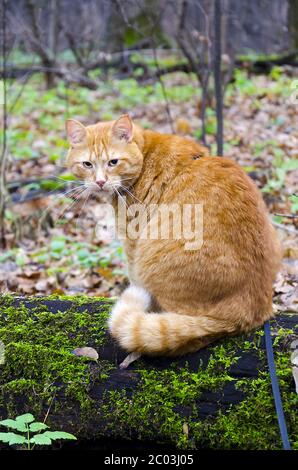 Rote Katze an der Leine sitzt auf einem gefällten Baum in der Stockfoto