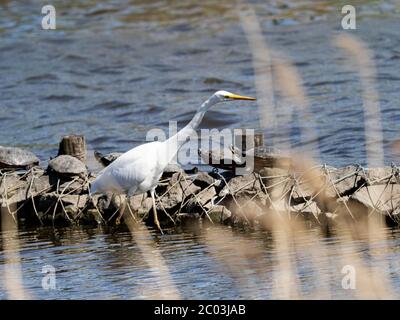 Ein Silberreiher, Ardea alba, wagt durch einen nebenwasserschlauch nahe dem Sakai Fluss in Yokohama, Japan. Stockfoto