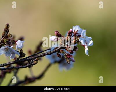 Eine Ansammlung japanischer Kirschblüten, oder Sakura, blühen in einem Park in der Nähe von Yokohama, Japan, vor einem strahlend blauen Himmel. Stockfoto