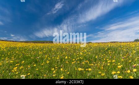 Wildblumenwiese in voller Blüte, gesetzt gegen einen blauen Himmel mit weißen Wolken. Wensleydale, North Yorkshire, Großbritannien. Stockfoto