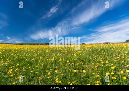 Wildblumenwiese in voller Blüte, gesetzt gegen einen blauen Himmel mit weißen Wolken. Wensleydale, North Yorkshire, Großbritannien. Stockfoto