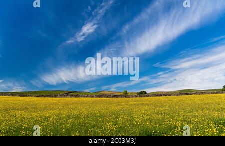 Wildblumenwiese in voller Blüte, gesetzt gegen einen blauen Himmel mit weißen Wolken. Wensleydale, North Yorkshire, Großbritannien. Stockfoto