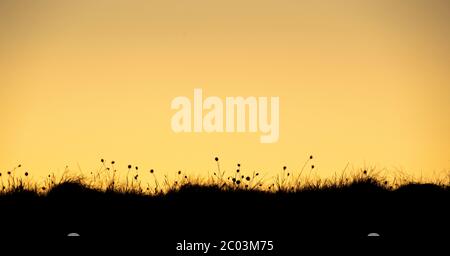 Baumwollgras, Eriophorum angustifolium, untergegangen gegen den Sonnenuntergang am Abend in den Yorkshire Dales, Großbritannien. Stockfoto