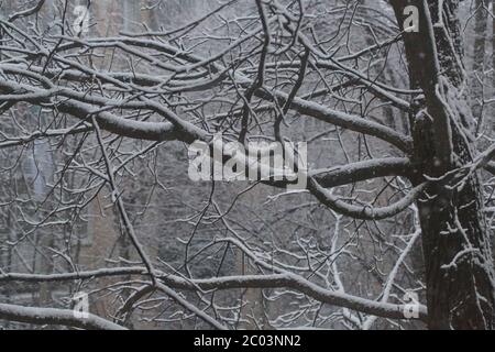 Schneefall und Schnee auf Ästen der Bäume im Park Stockfoto