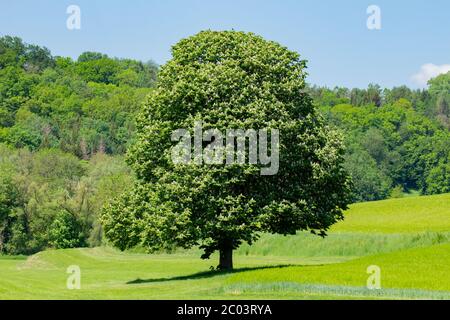 Schöne geformte Kastanienbaum in voller Blüte auf einer Wiese mit Waldhügeln im Hintergrund Stockfoto