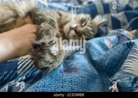 Europäische Kurzhaarkatze schläft Stockfoto