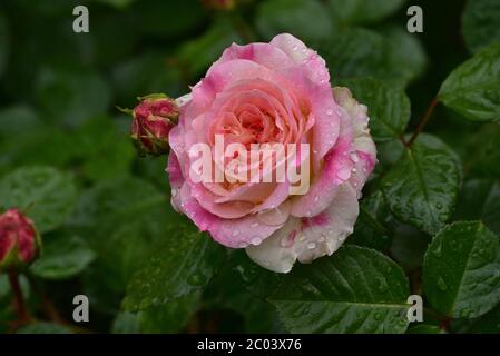 Schöne und romantische Blüten der Hybriden Tee Rose Sorte 'Double Delight' im Garten. Rosa Teeselrose. Stockfoto