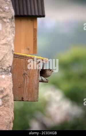 Wren an einem hölzernen Nistkasten in Großbritannien Stockfoto