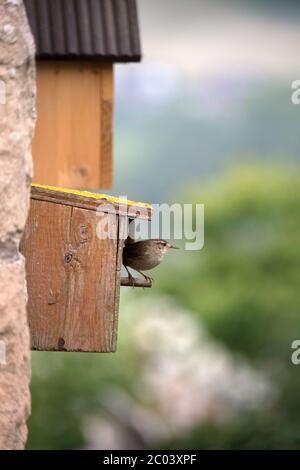 Wren an einem hölzernen Nistkasten in Großbritannien Stockfoto