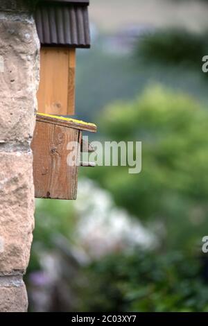 Wren an einem hölzernen Nistkasten in Großbritannien Stockfoto